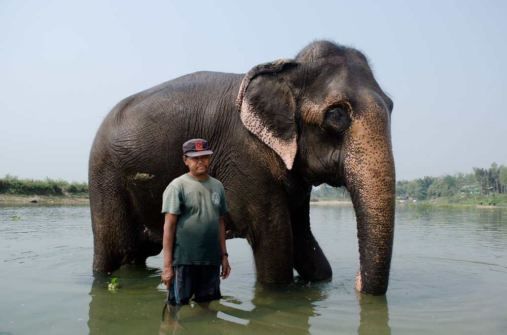 ‘My name is Mohon and this is Gulap Kali. She is 50 years old. She had a calf but it died when it was young. I have been a Mahout for 15 years, my father before me was a rider and my son is now a rider too.’ The profession of Mahout being passed down through generations is not unusual in Sauraha, having grown up alongside elephants the transition to Mahout is natural for many. 